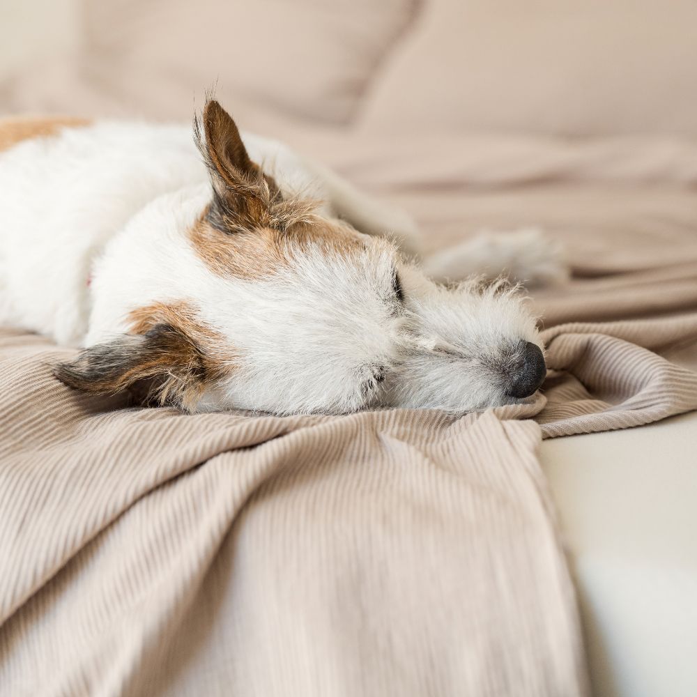Hund schläft auf taupefarbener Struktur-Bettwäsche aus Bio-Baumwolle